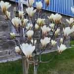Magnolienhaus *