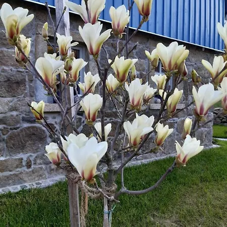 Magnolienhaus *