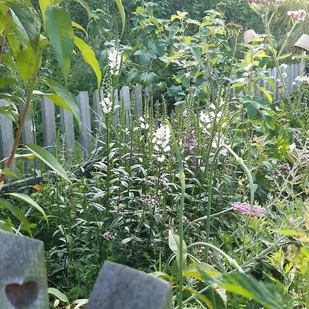 בית נופש Magnolienhaus