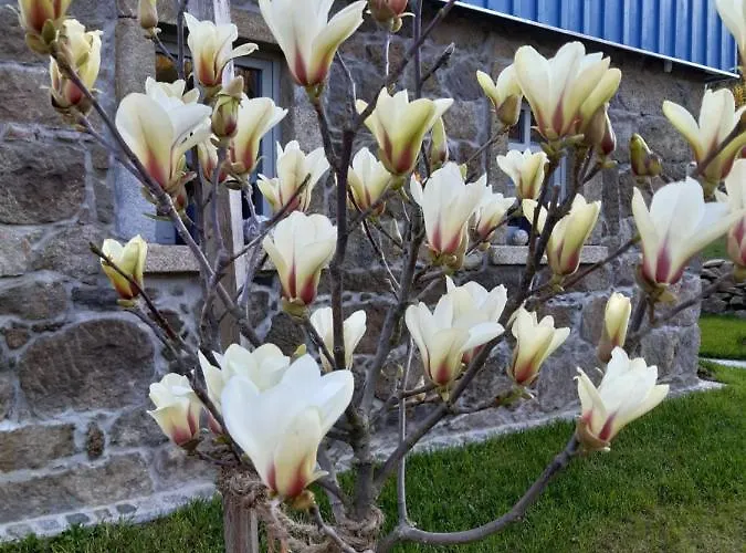 Magnolienhaus *
