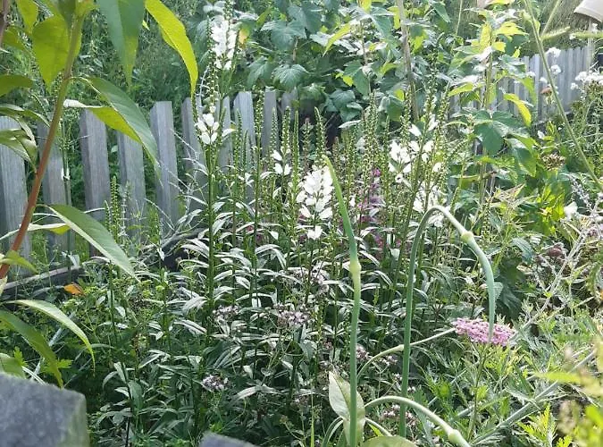 Dom wakacyjny Magnolienhaus